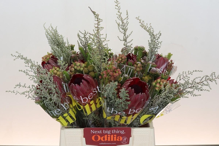 <h4>BQ Protea Sharon SFB</h4>