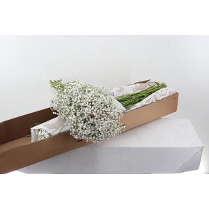 Gy Xlence 30gr Box x125