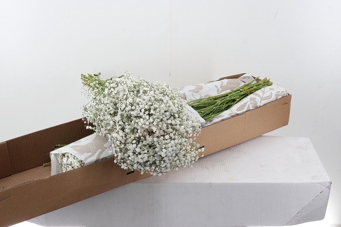 <h4>Gy Xlence 30gr Box x125</h4>