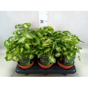 Syngonium  'Pixie'