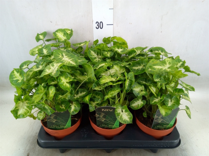 <h4>Syngonium  'Pixie'</h4>