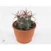FEROCACTUS EMORYI