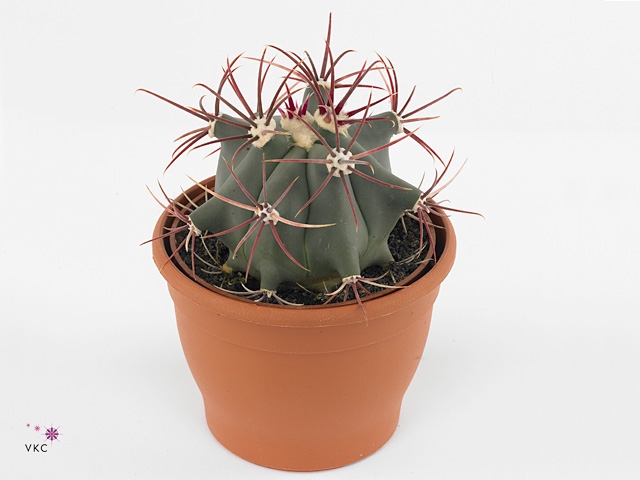 FEROCACTUS EMORYI