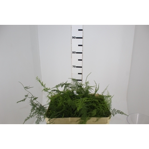 FOLHAGEM ASPARGO PLUMOSO 150 CM