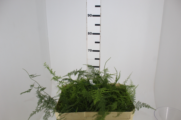 <h4>FOLHAGEM ASPARGO PLUMOSO 150 CM</h4>