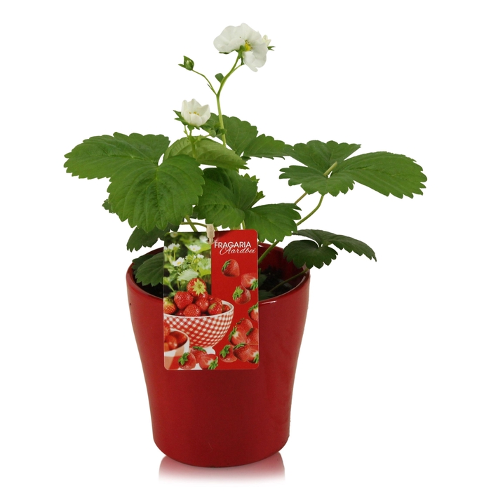 <h4>FRAG BELTRAN</h4>