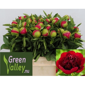 Paeonia Red Charm