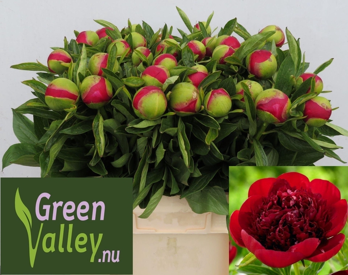 <h4>Paeonia Red Charm</h4>