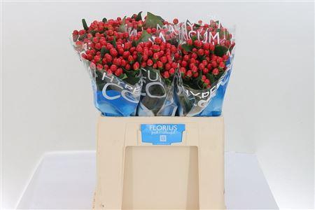 <h4>Hyp Coco Tango Red</h4>