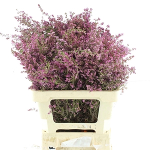 ERICA CORIFOLIA