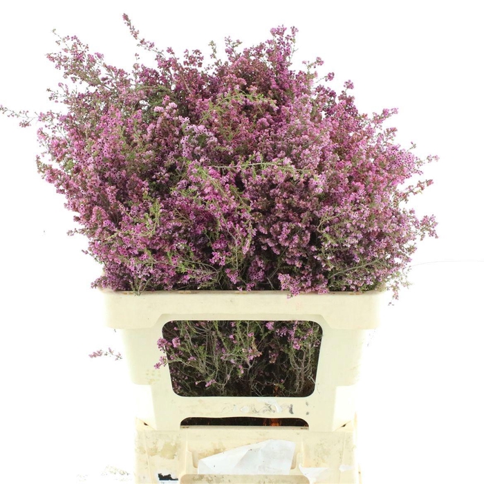 <h4>ERICA CORIFOLIA</h4>