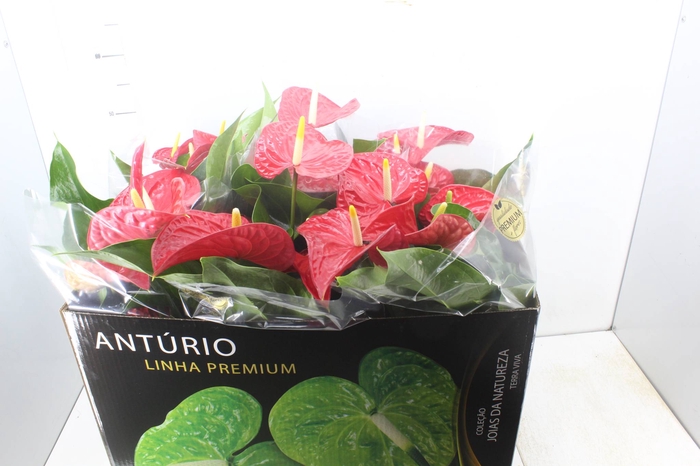 <h4>ANTHURIUM MICHIGAN P17 PREMIUM</h4>