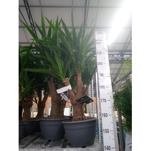 Yucca elephantipes   ...