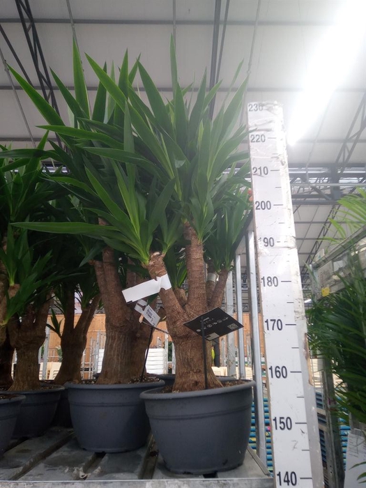 <h4>Yucca elephantipes ...</h4>