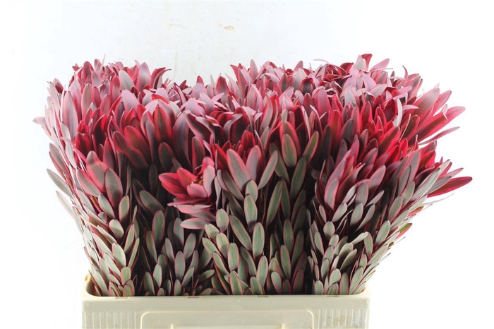 <h4>Leucad Jester</h4>