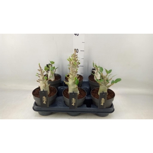 Adenium NB 'Ansu Baobab'