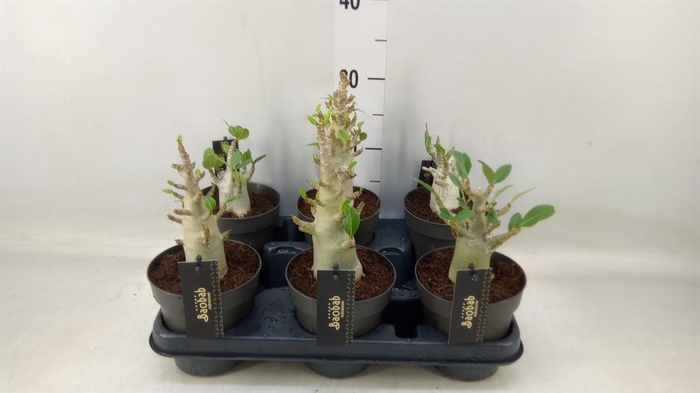 <h4>Adenium NB 'Ansu Baobab'</h4>