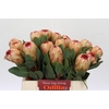 Protea Grandicolor