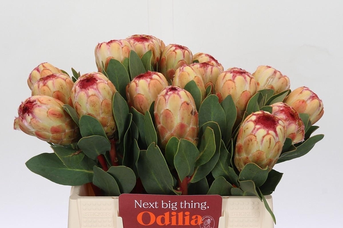 <h4>Protea Grandicolor</h4>
