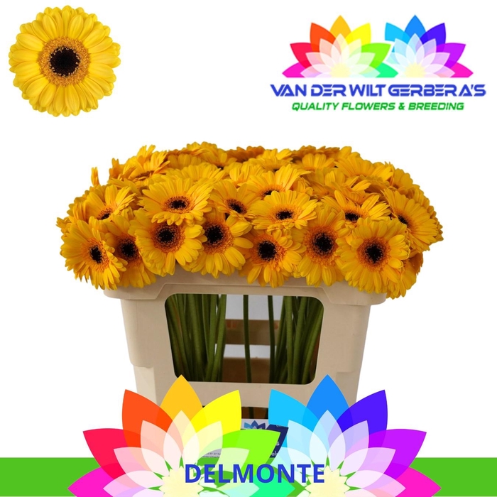 <h4>Germini Delmonte Water</h4>