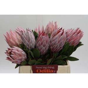 Protea Cynaroides