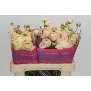 Ranunculus Romance Hydra