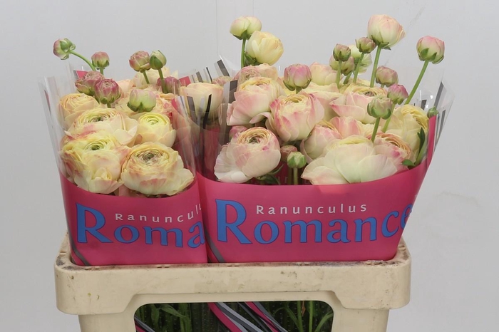 Ranunculus Romance Hydra
