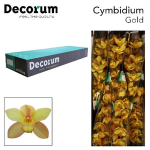 CYMB T GOLD Decorum 60cm.