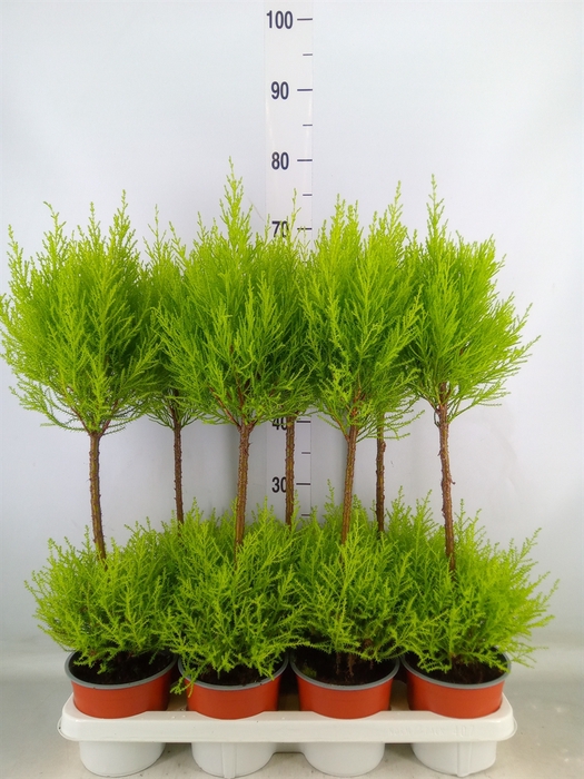 <h4>Cupressus macro. 'Goldcrest Wilma'</h4>