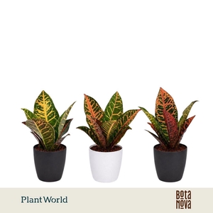 Croton Petra kopstek 7 cm in Sara Black & White