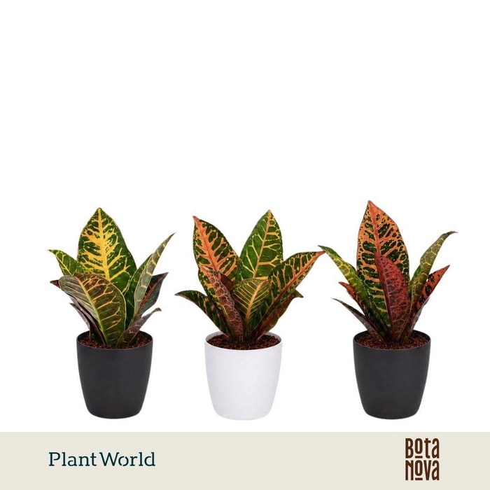 <h4>Croton Petra kopstek 7 cm in Sara Black & White</h4>