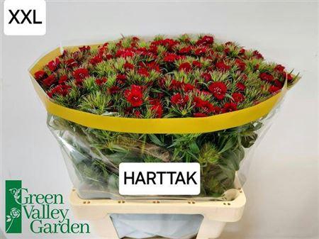 <h4>Di Barb S Will Red</h4>