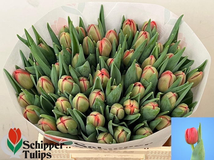 <h4>TU DU SALOU</h4>