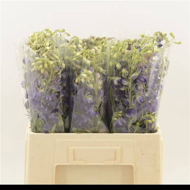 <h4>DELPH EN DELDON PURP</h4>