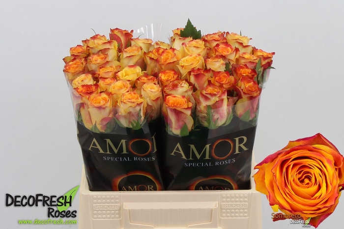 <h4>R Gr Sombrero</h4>