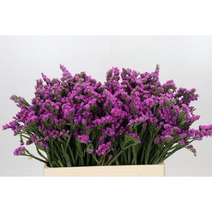 Limonium sinuatum Rosa Sun Birds