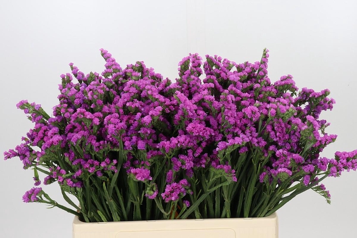 <h4>Limonium sinuatum Rosa Sun Birds</h4>