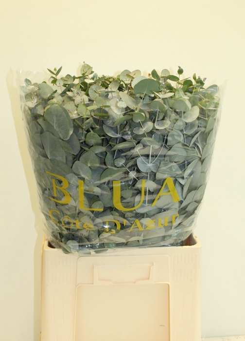 <h4>EUCA CINEREA</h4>