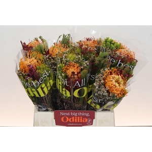 BQ Nutans Soleil SFB