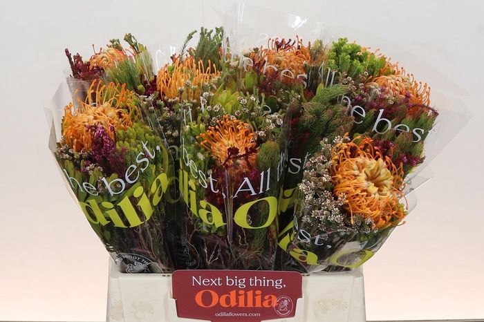 <h4>BQ Nutans Soleil SFB</h4>