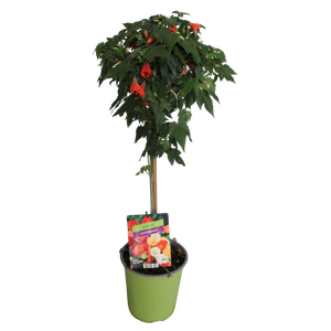 Stam 19cm Abutilon Orange