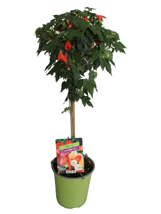 <h4>Stam 19cm Abutilon Orange</h4>