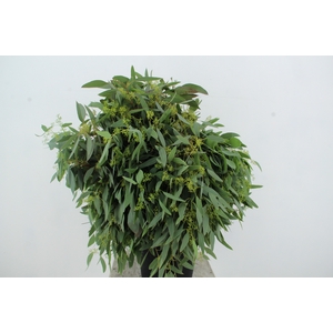 EUC POPULUS BERRY 300GR