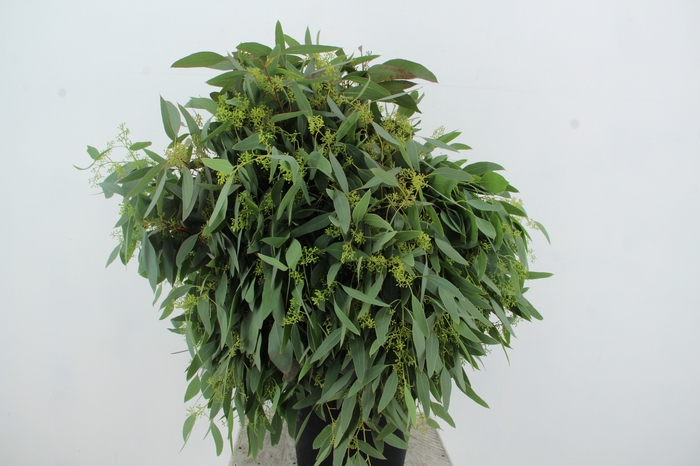 <h4>EUC POPULUS BERRY 300GR</h4>