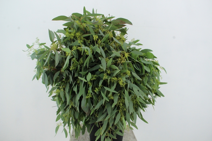 <h4>EUC POPULUS BERRY</h4>