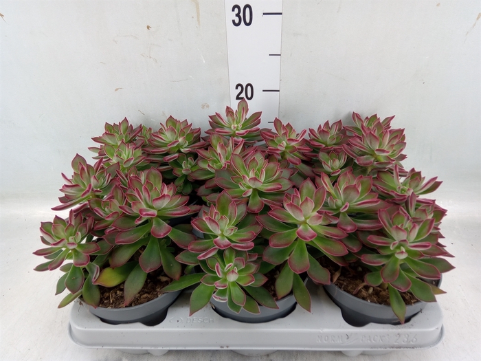 <h4>Echeveria pulvinata 'Devotion'</h4>