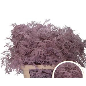Asparagus L.Getopt Roze licht X50