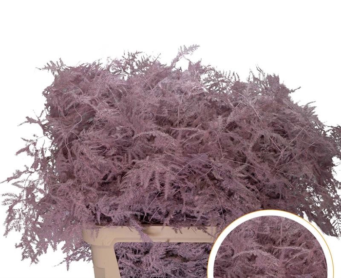 <h4>Asparagus L.Getopt Roze licht X50</h4>