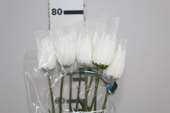 <h4>ANASTASIA WHITE 080 CM BRANCO</h4>