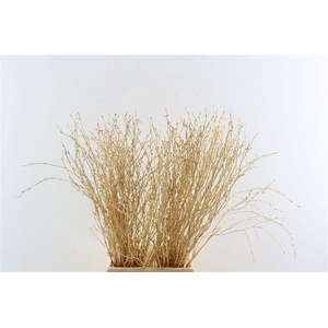 Berk 70cm Antiek Goud Pbs